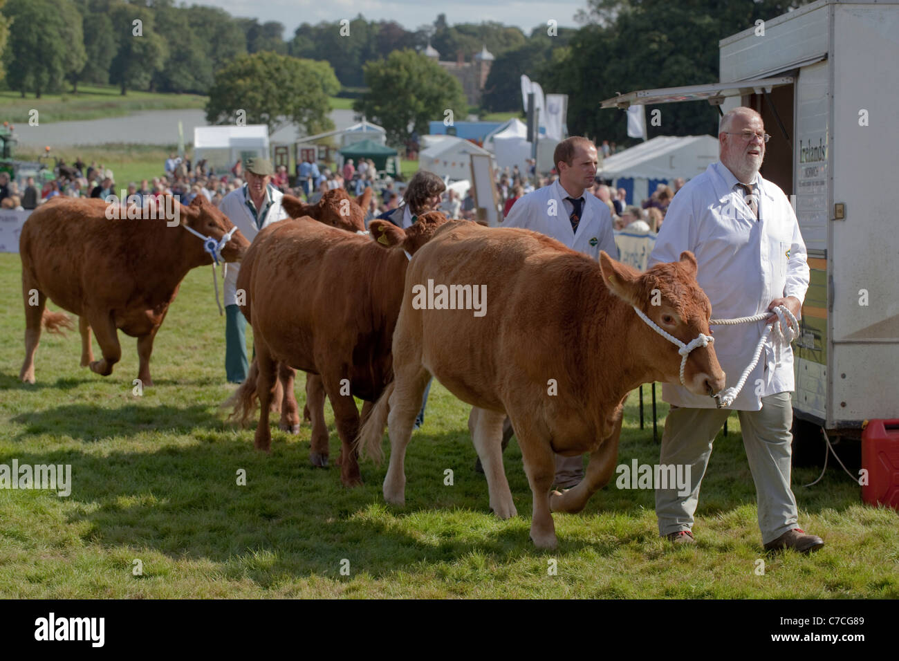 Aylsham Agricultural Show, Norfolk. Cattle breeds parade, in the main ring. Blickling estate, Norfolk. Stock Photo