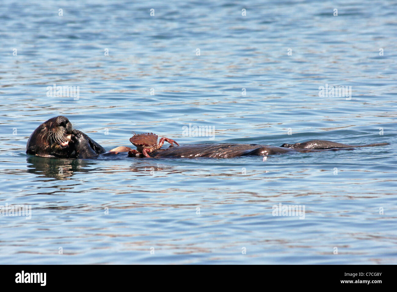 An Endangered Sea Otter (Enhydra lutris nereis) Eats a Crab in the Waters of California Stock Photo