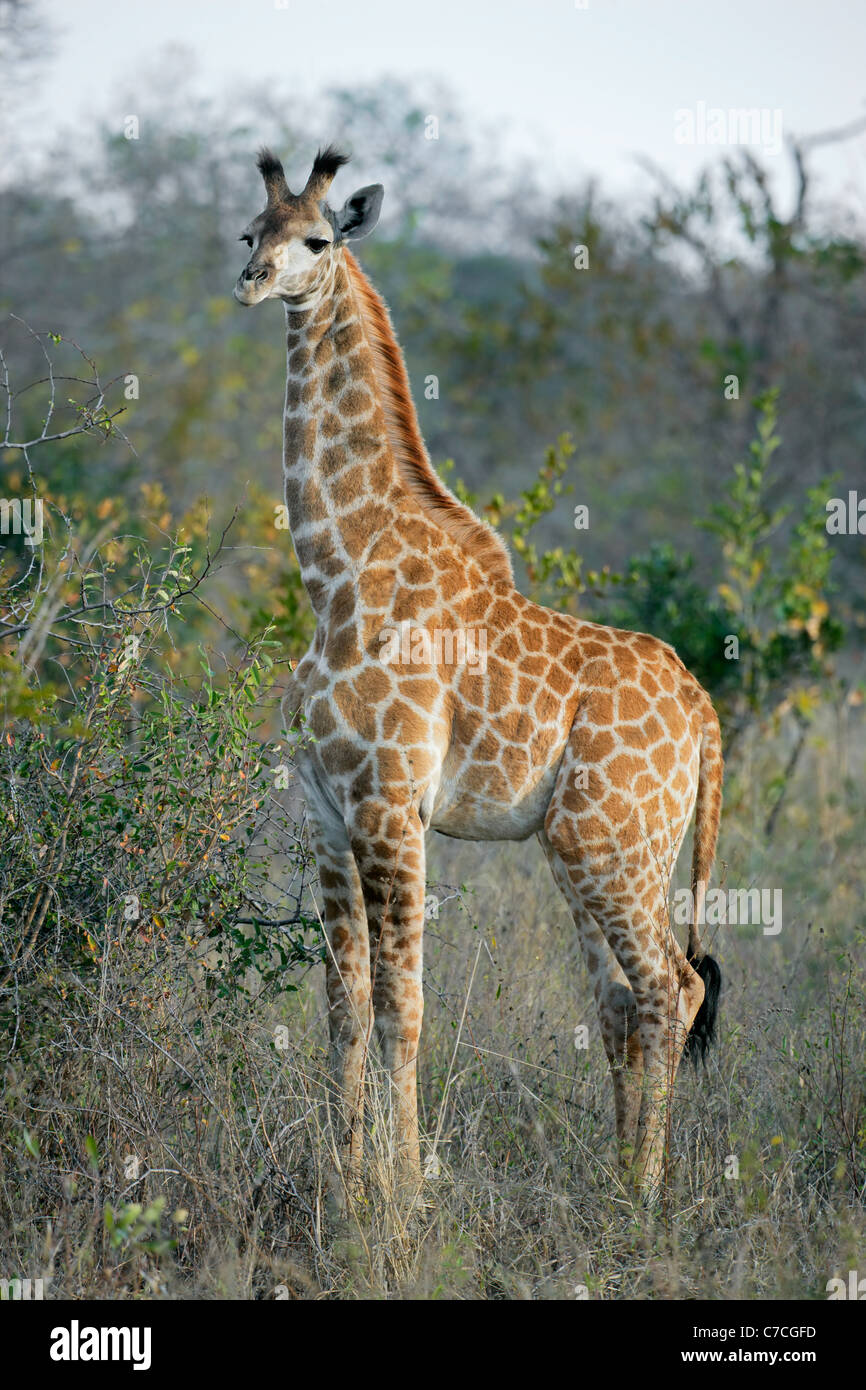Young giraffe (Giraffa camelopardalis), South Africa Stock Photo