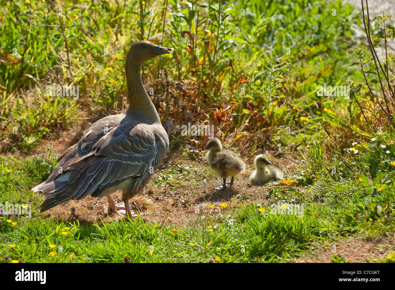 Pink-footed Goose and goslings (Anser brachyrhynchus). Stock Photo