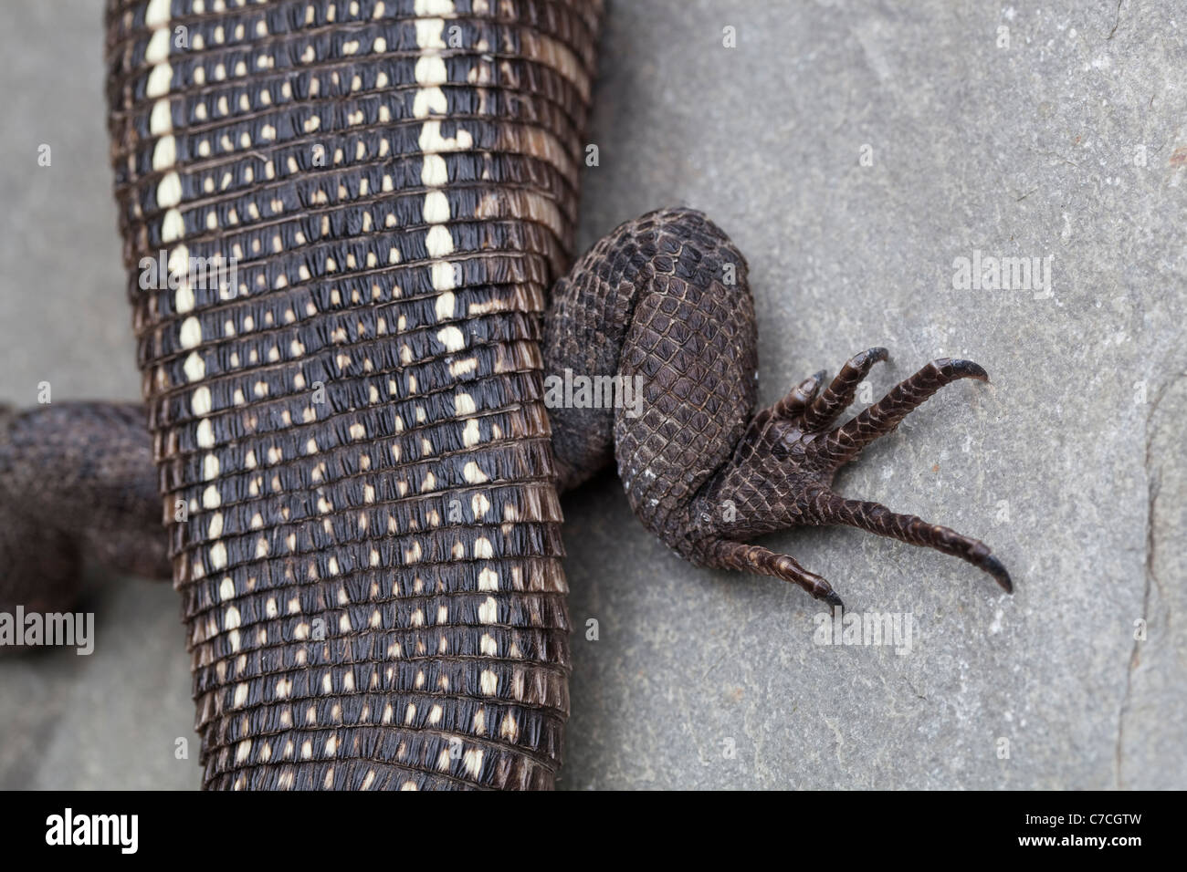 Plated Lizard (Gerrhosaurus validus). Pentadactyl Limb, rear right ...