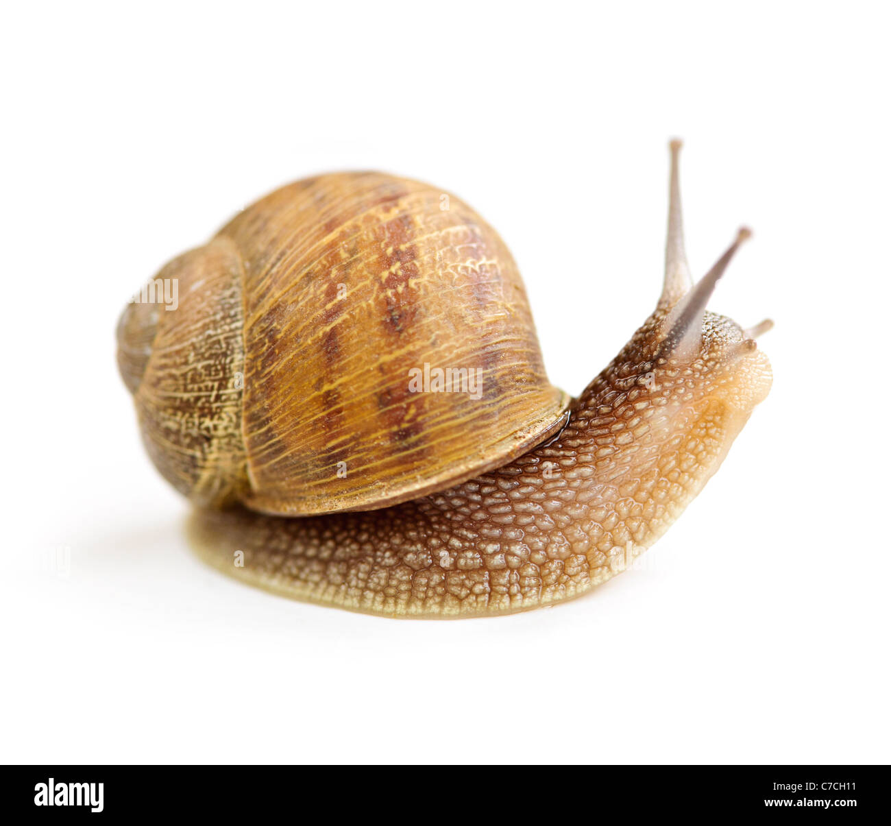 Garden snail looking around isolated on white background Stock Photo