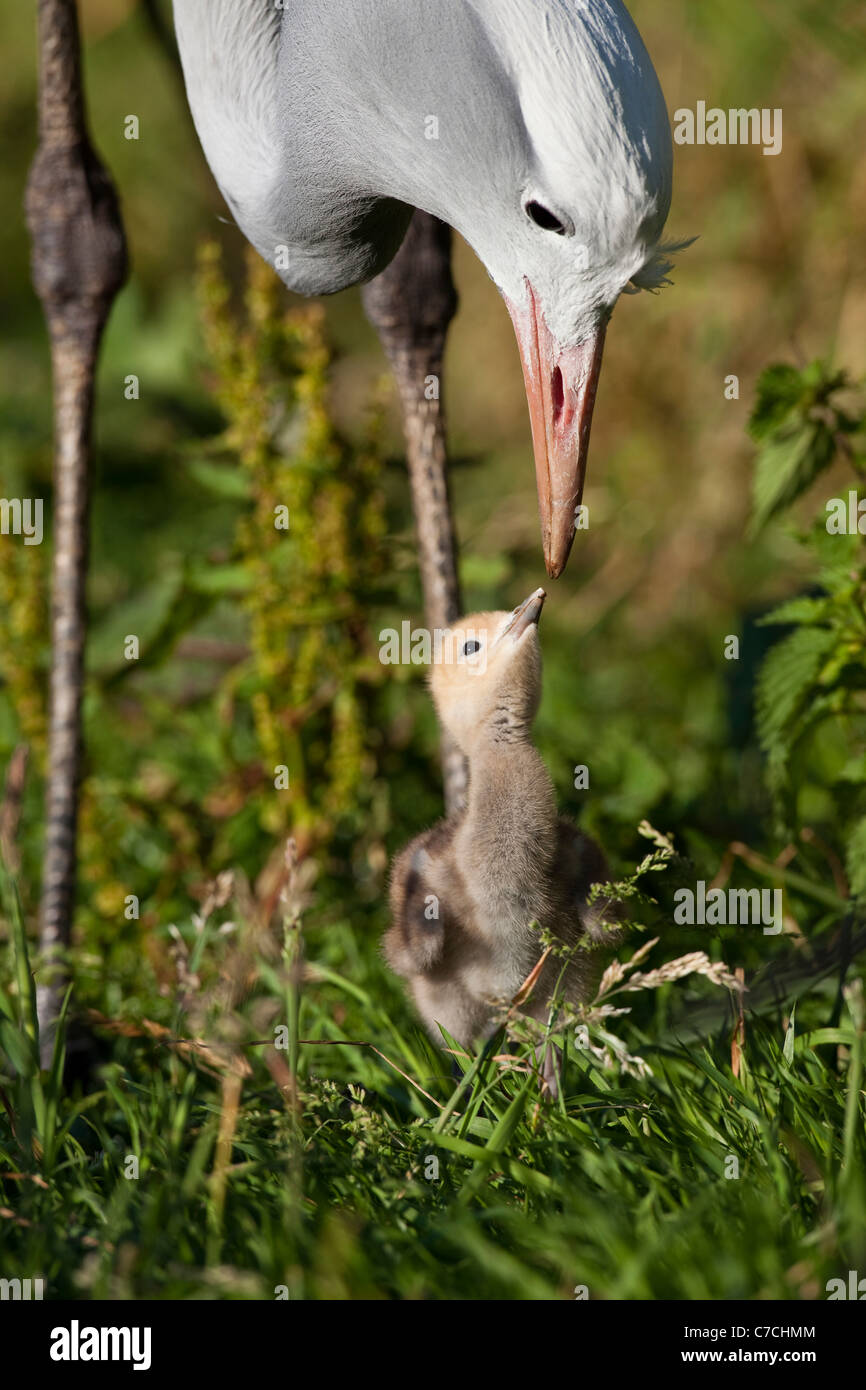 Blue crane bird feeding hires stock photography and images Alamy