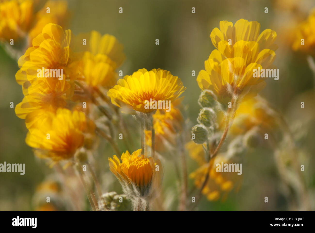 Multiple exposure of wildflower, Anza-Borrego Desert State Park, California, USA Stock Photo