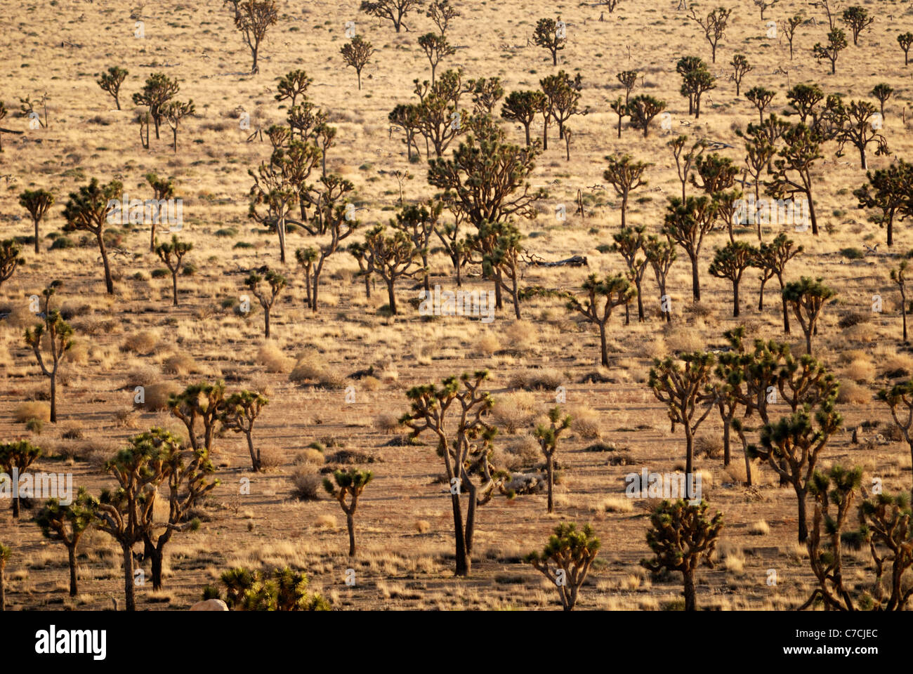Joshua trees, Joshua Tree National Park, California, USA Stock Photo