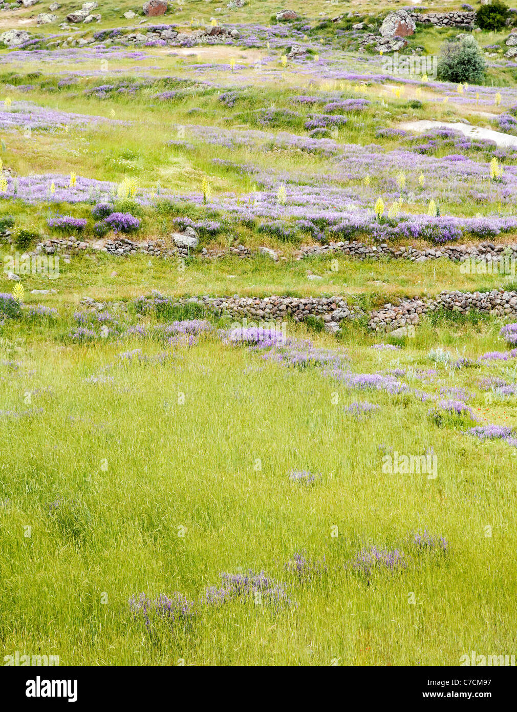 Background of lush green grass on a hillside of lava rock with sprinkling of lavenders, violets, blue bells, dry walling, primro Stock Photo