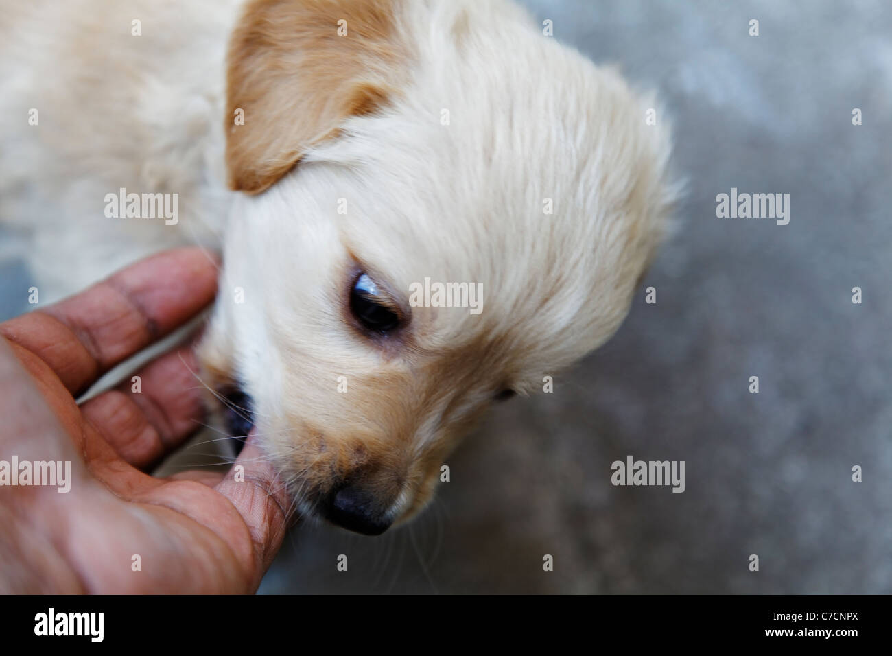 landscape portraiture of angry playful Golden Retriever puppy biting nibbling human hand, horizontal, crop space and copy area Stock Photo