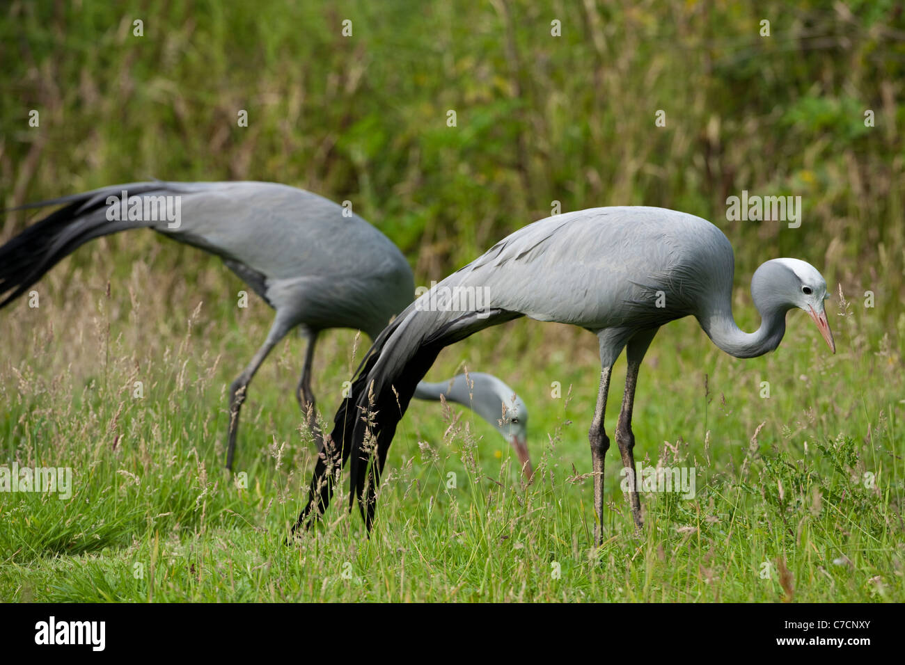 Blue, Paradise or Stanley Cranes (Anthropoides paradisea). Foraging amongst grassland. Stock Photo