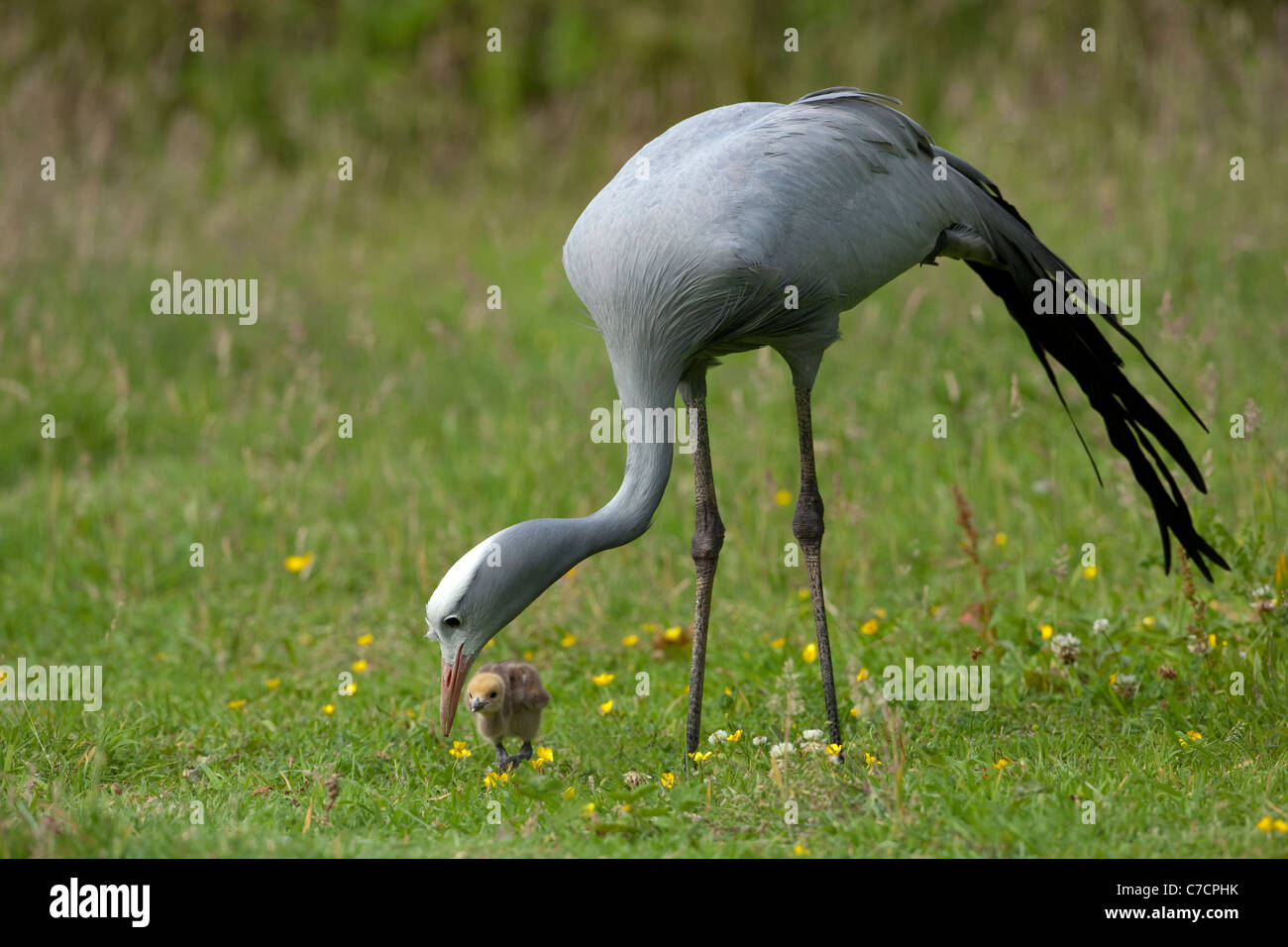 Blue, Paradise or Stanley Crane (Anthropoides paradisea). Female feeding chick. Stock Photo