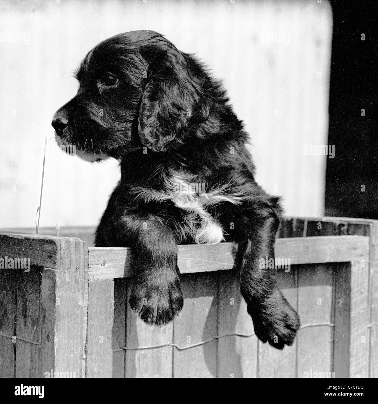 Historical picture. English Springer Spaniel Puppy rests his front legs on the top of a crate, England, 1950s. Stock Photo