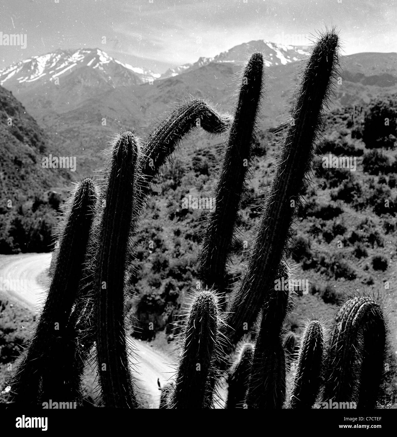 Cactus plants by track. Stock Photo