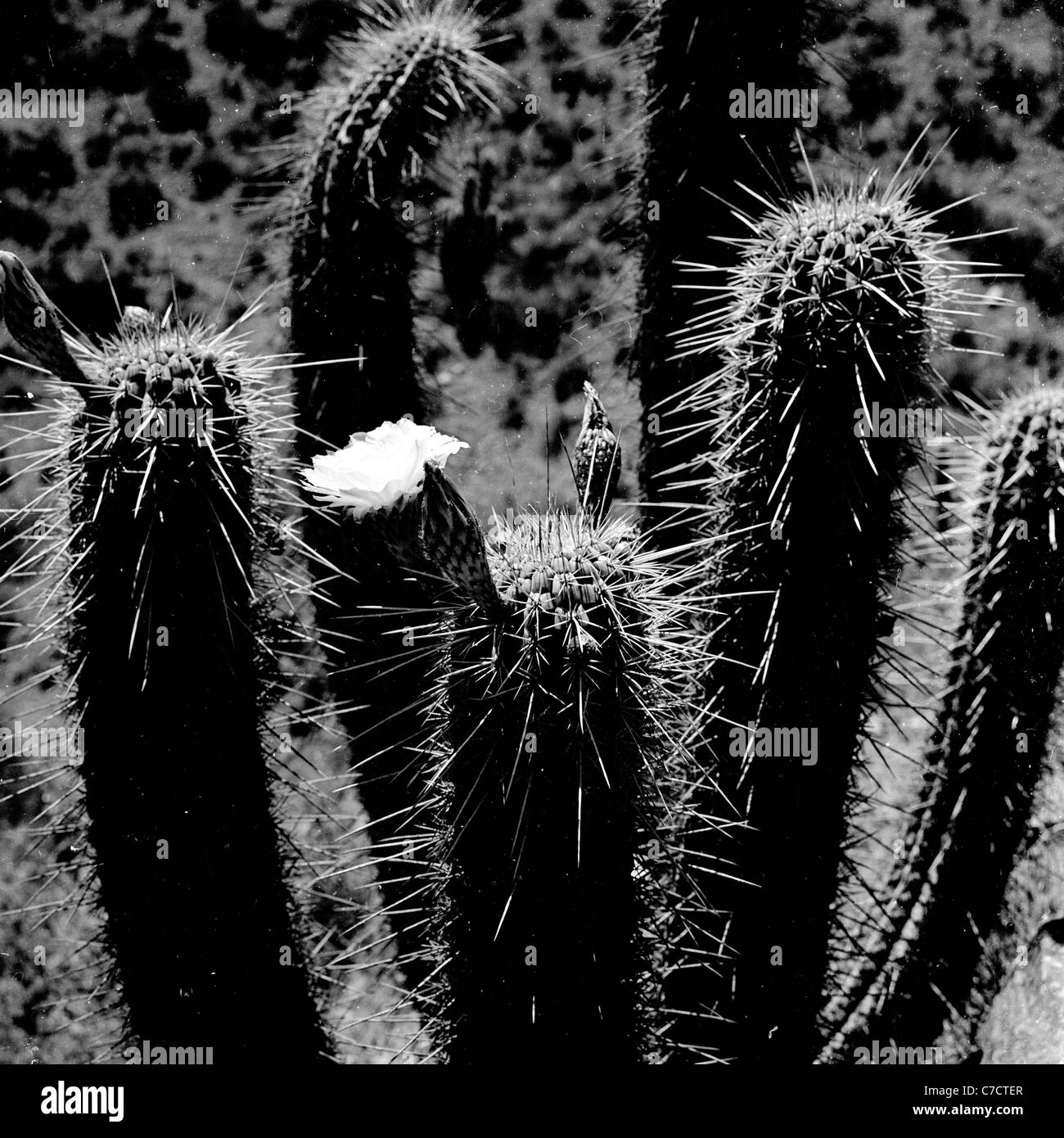 Cactus plants. Stock Photo