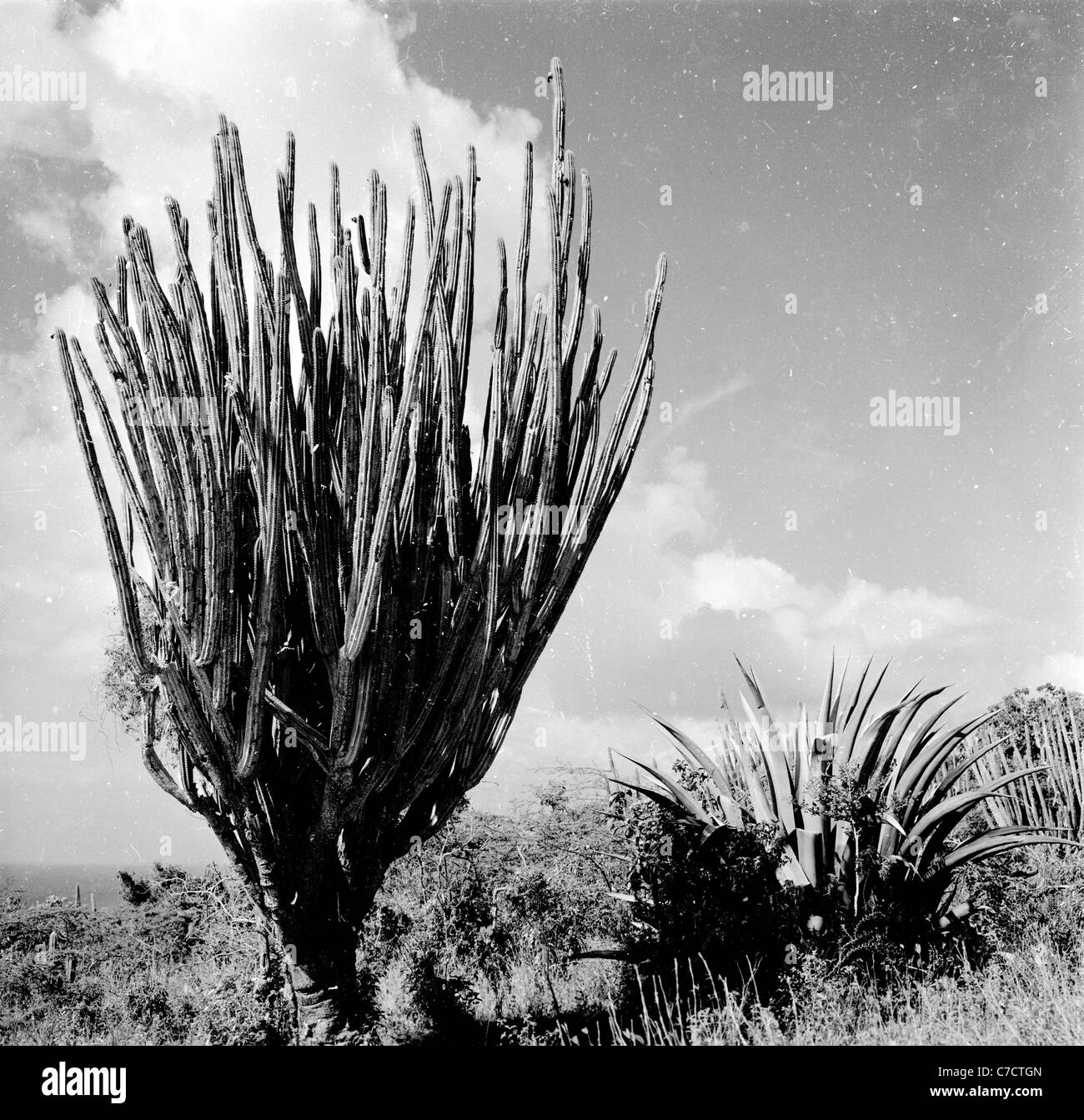 Historical 1950s. Cacti in the Jardin Exotique de Monaco, botanical gardens opened in 1933 on the hillsides of which cactus is the primary family. Stock Photo