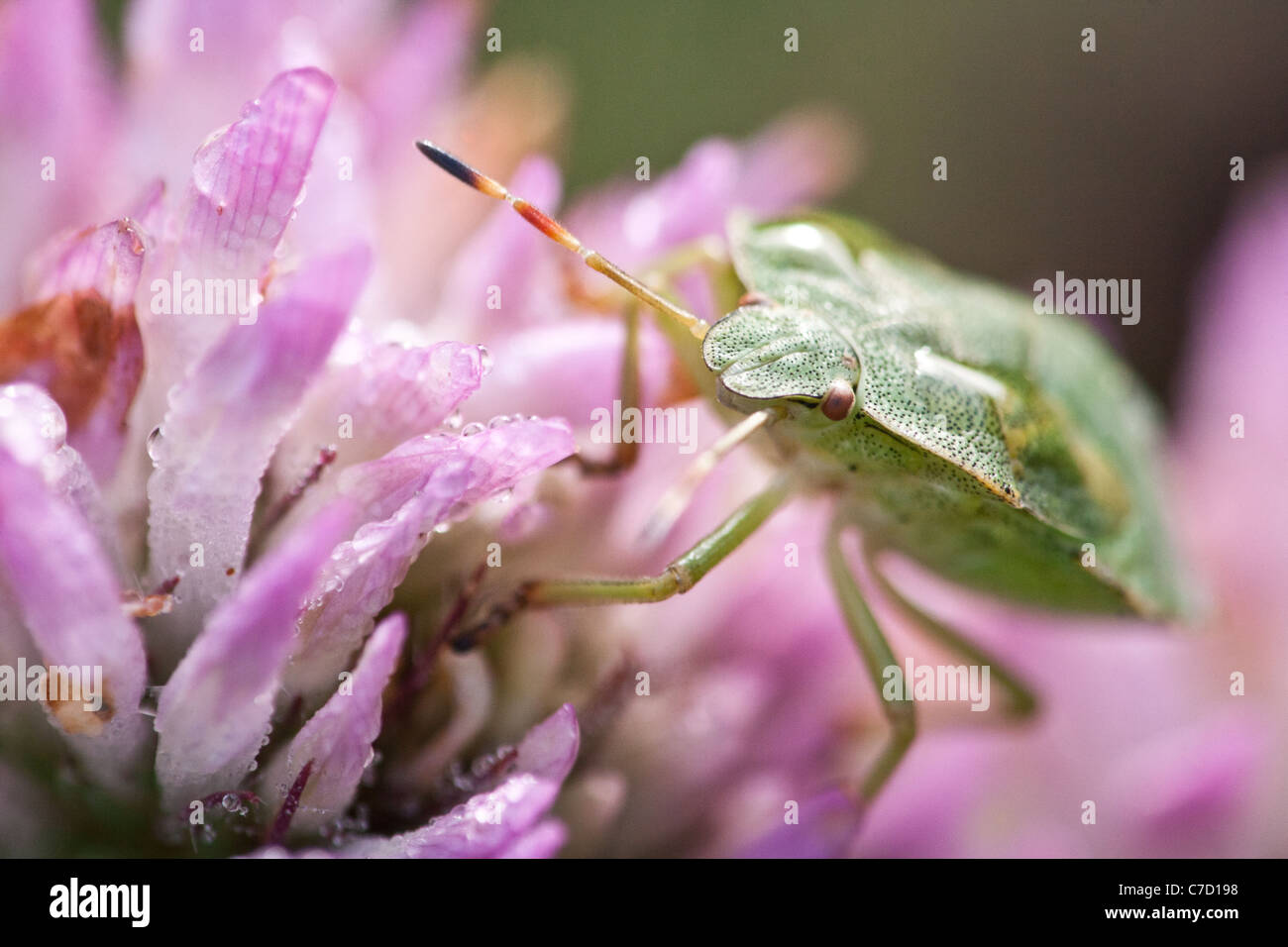 A green shield bug, Palomena prasina, on a flower in a garden in Moss