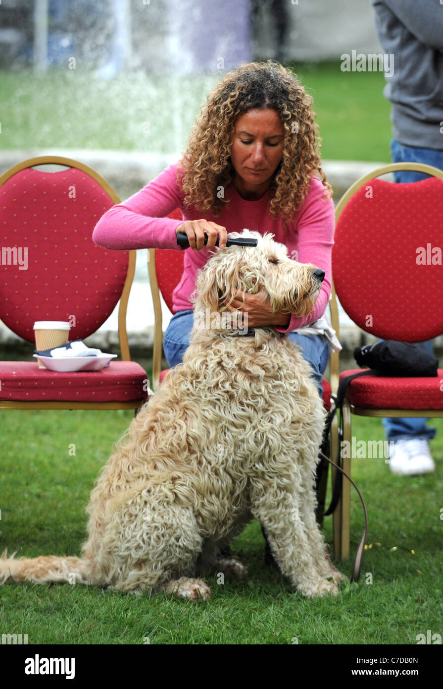 Woman grooming her dog for show at the charity Pup Aid event in Brighton . Stock Photo
