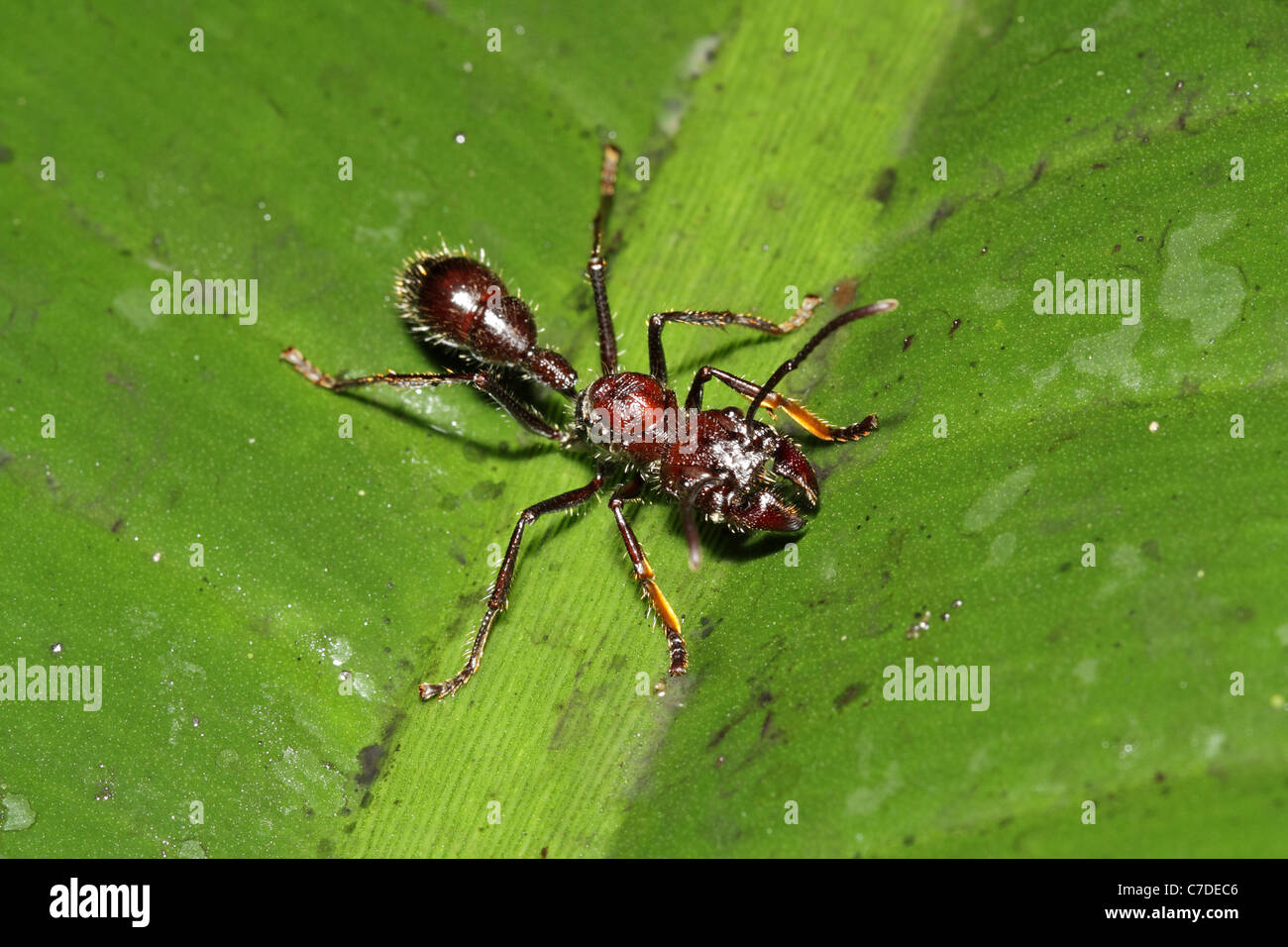 Bullet (Conga) Ant, Paraponera clavata near Sacha Lodge Stock Photo