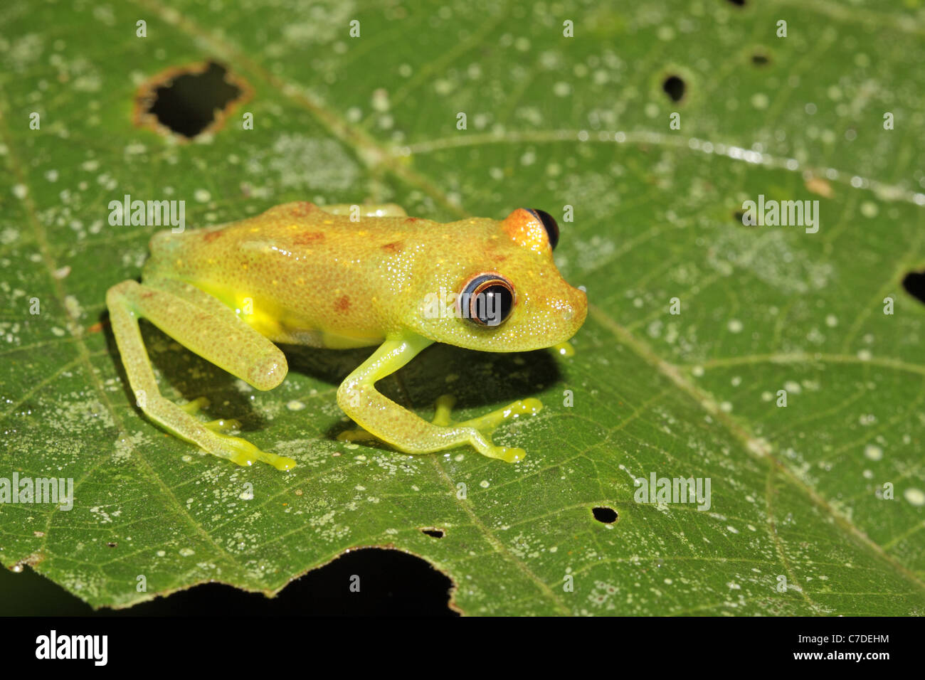 Polka Dot Tree Frog, Hypsiboas (Hyla) punctatus, at Sacha Lodge Stock Photo