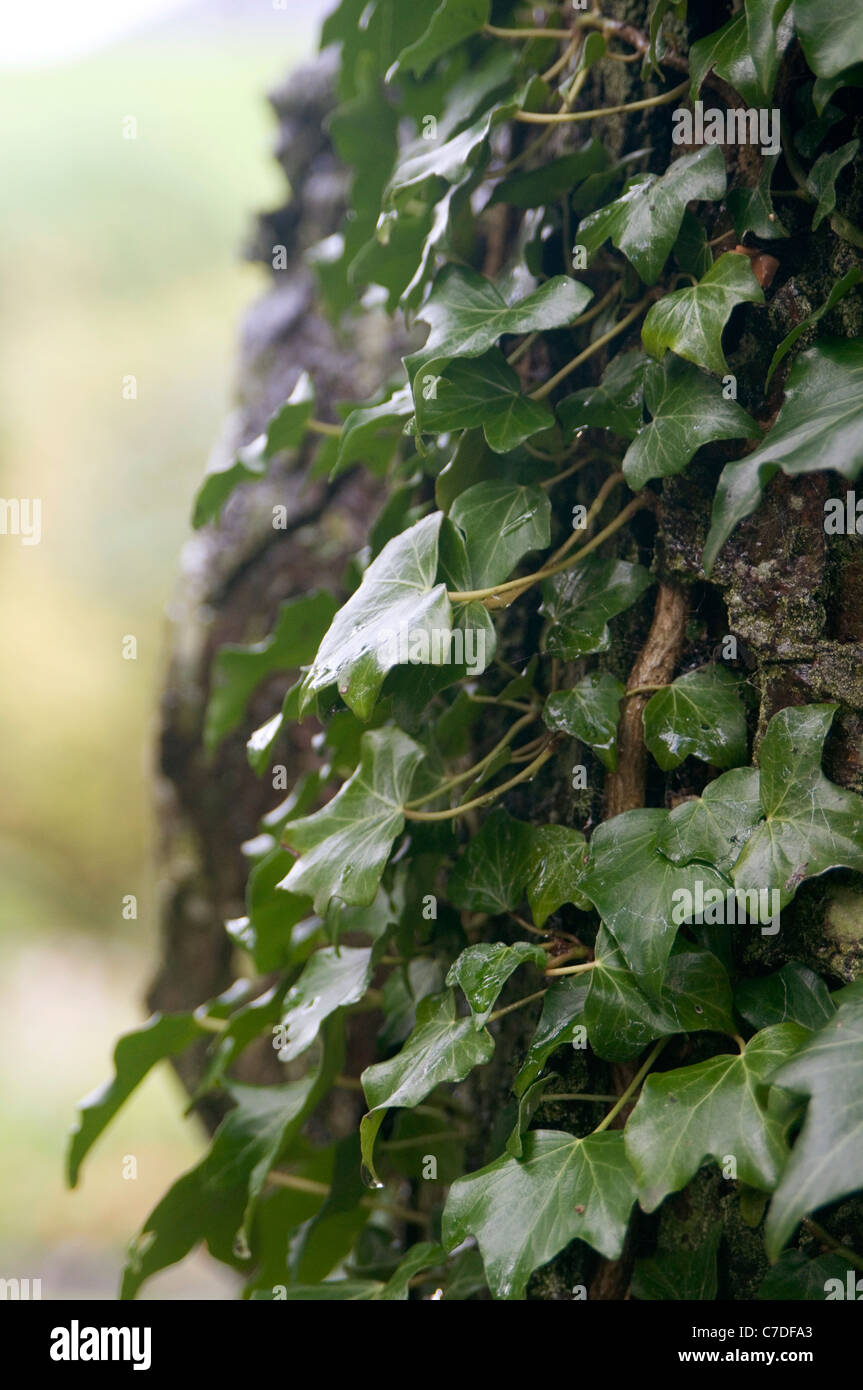 TREE CREEPER definition in American English