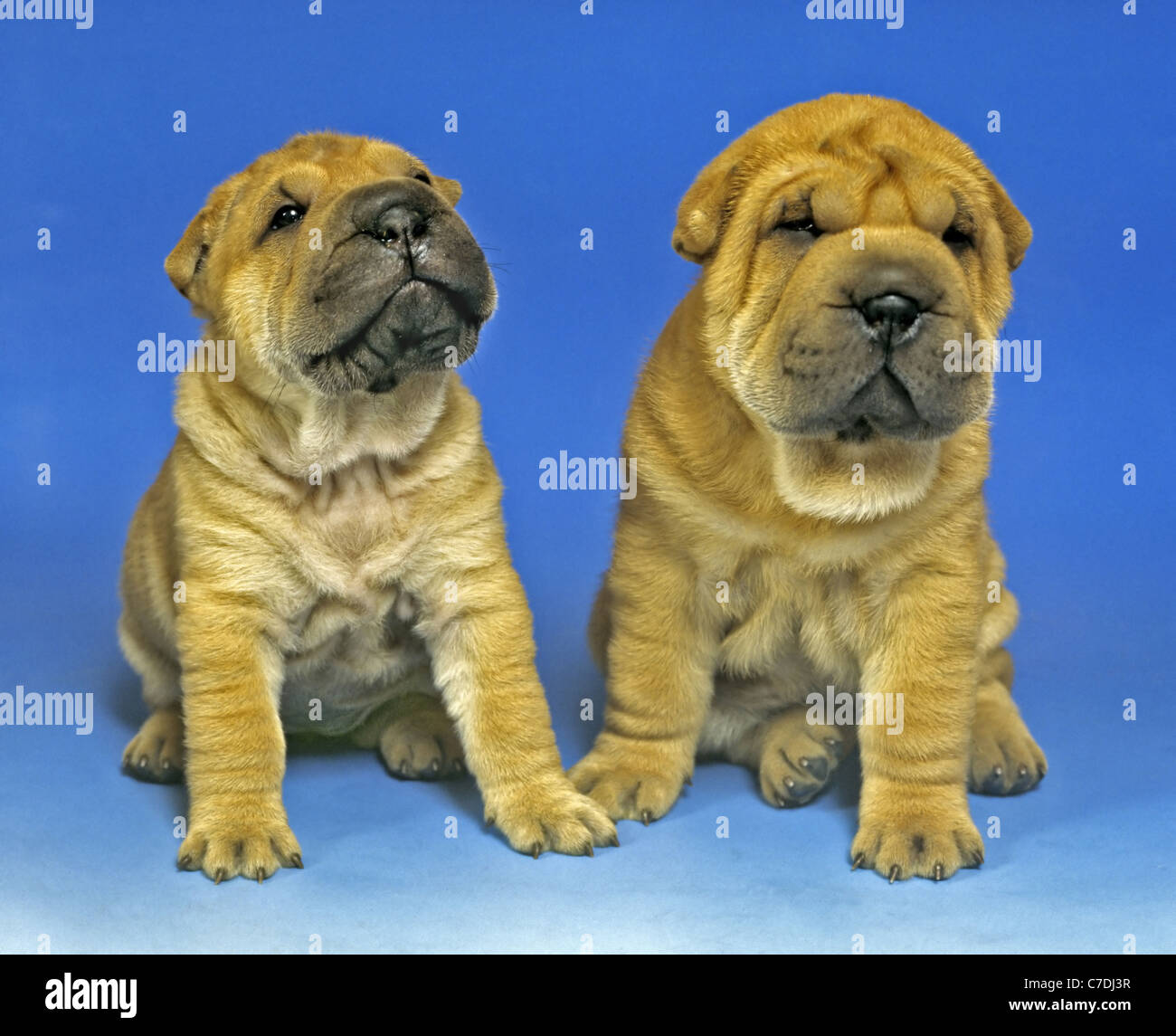two Sharpei puppies at blue Stock Photo