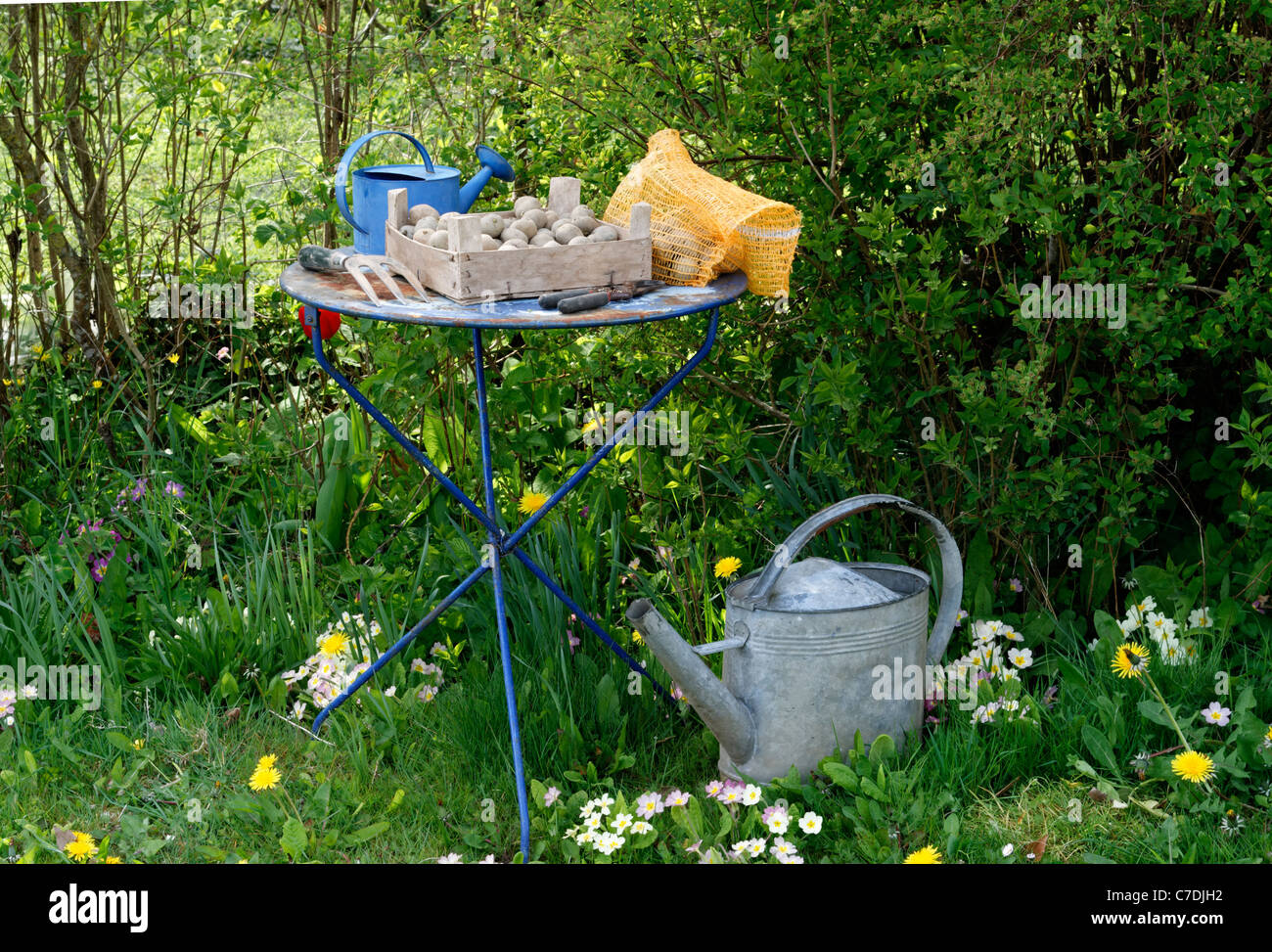Potatoes (Solanum tuberosum) to be planted on the garden table and zinc watering can. Stock Photo