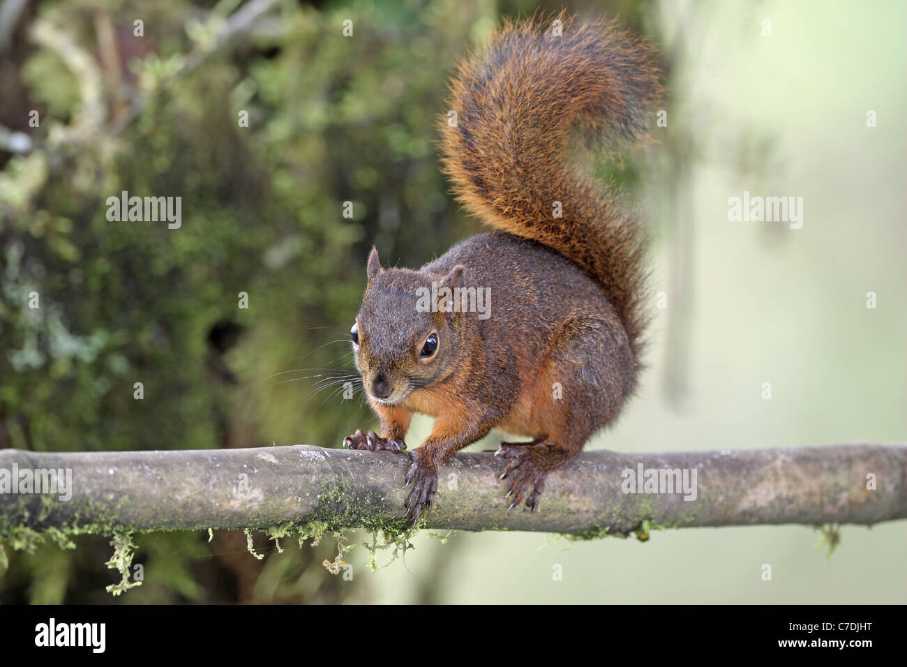 Red-tailed Squirrel, Sciurus granatensis, at Sacha Tamia Stock Photo
