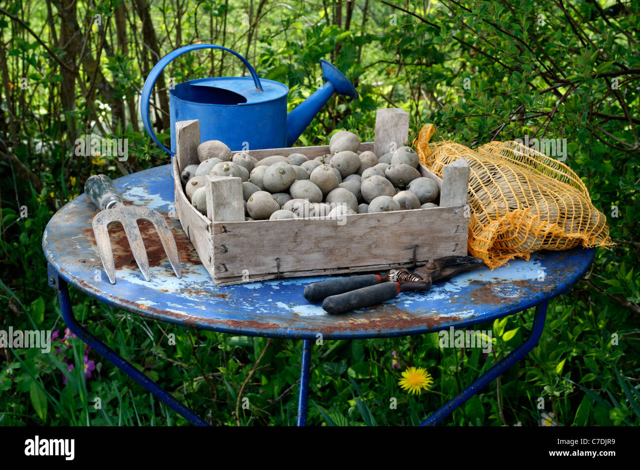 Potatoes (Solanum tuberosum) to be planted on the garden table. Stock Photo