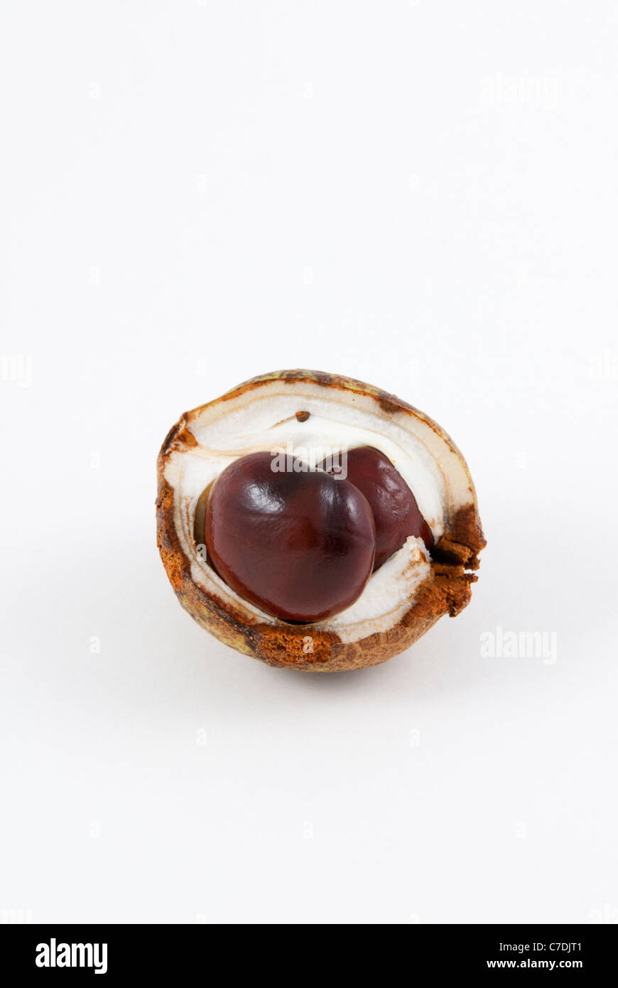 Conkers from a Horse Chestnut (Aesculus hippocastanum) tree Stock Photo ...