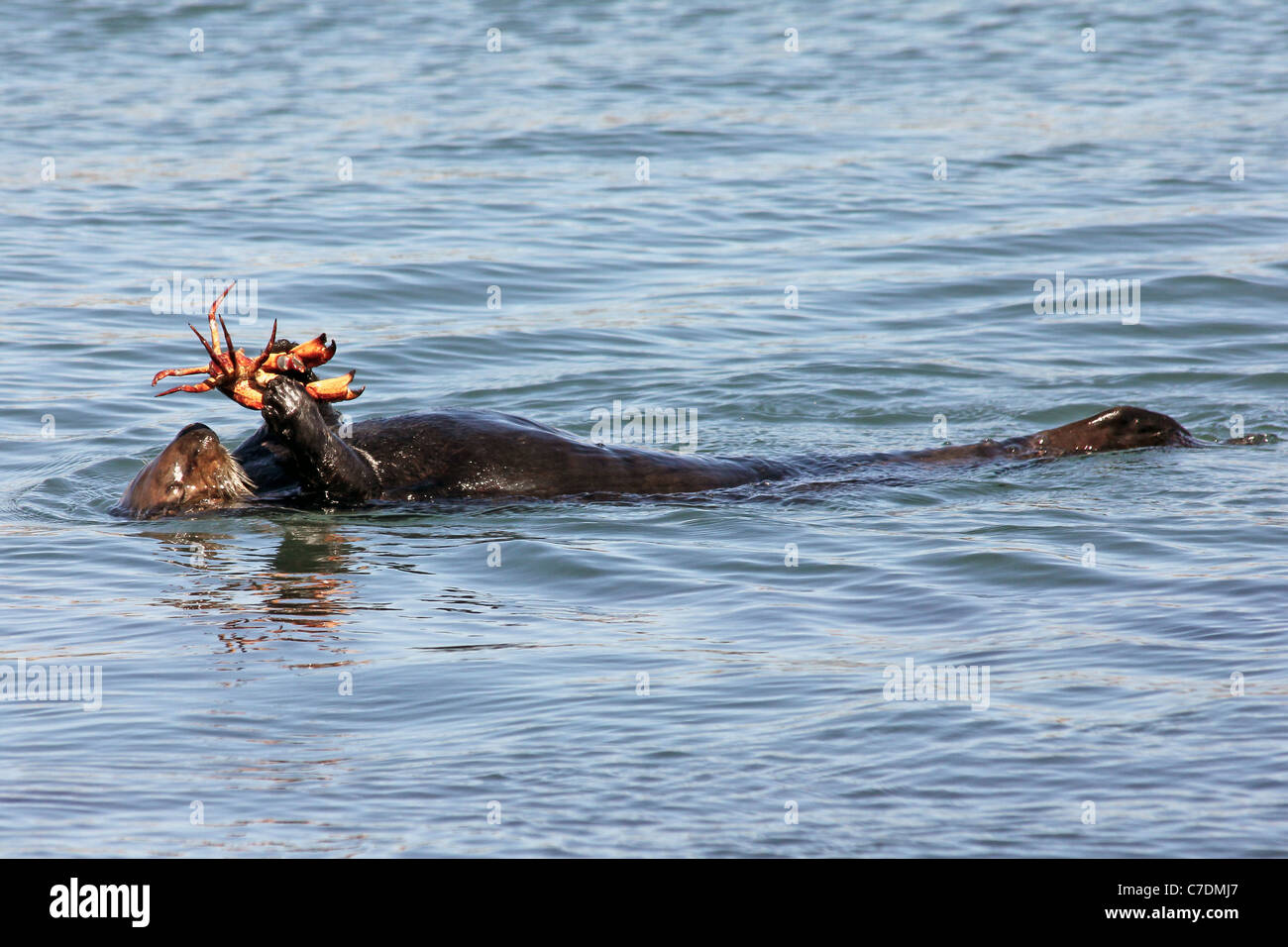 An Endangered Sea Otter (Enhydra lutris nereis) Eats a Crab in the Waters of California Stock Photo
