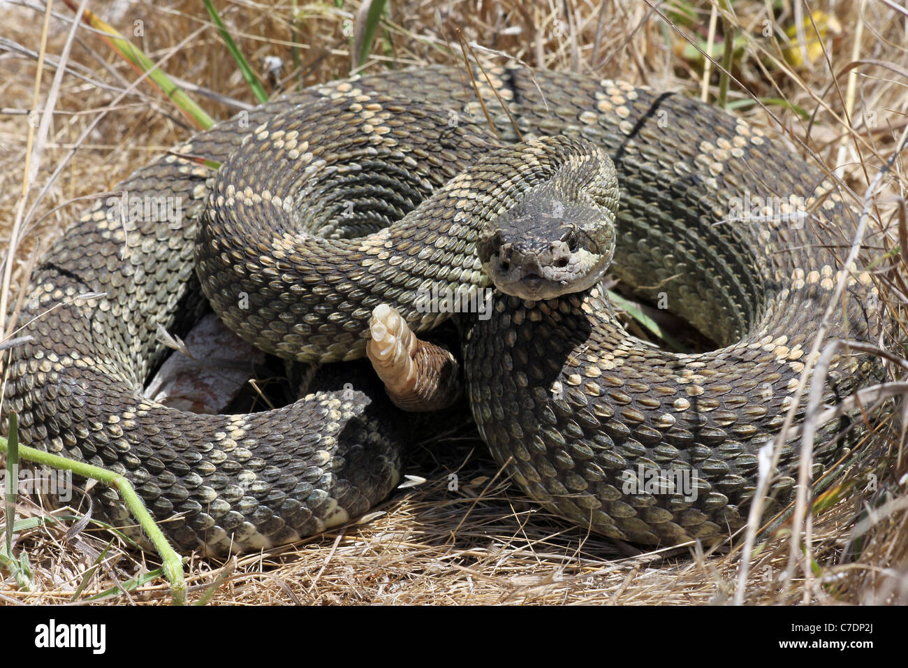 Northern pacific rattlesnake (Crotalus oreganus) in California Stock Photo