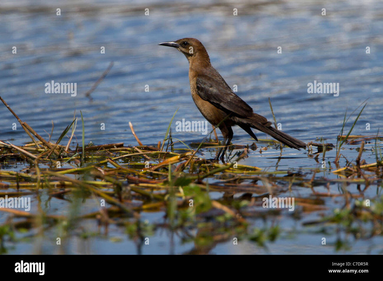 Female Boat tailed Grackle (Quiscalus major) Stock Photo