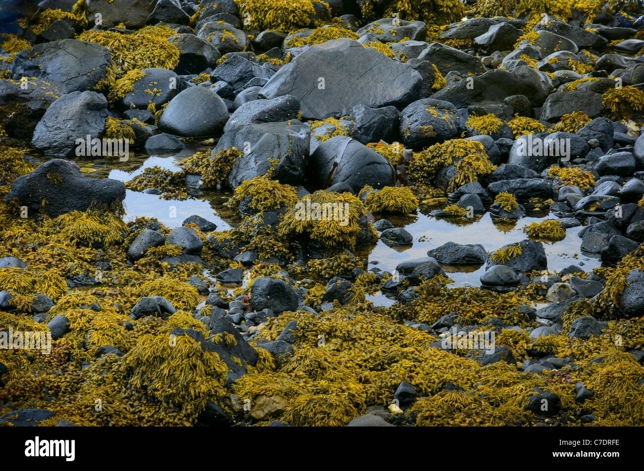 Bladderwrack seaweed on the beach Stock Photo