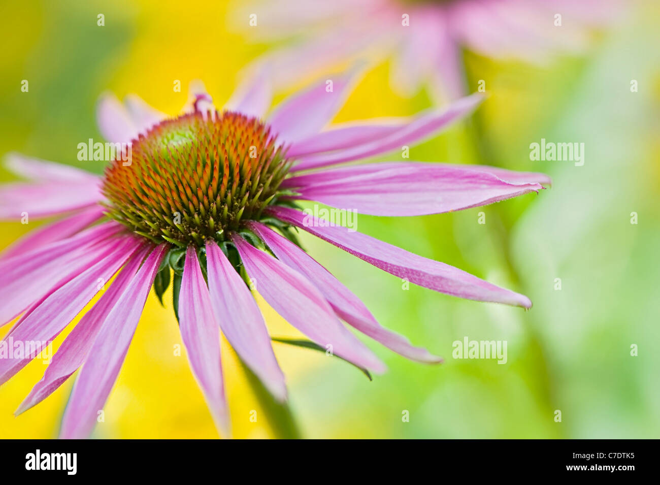 Echinacea purpurea Eastern purple cone flowers or Purple coneflower