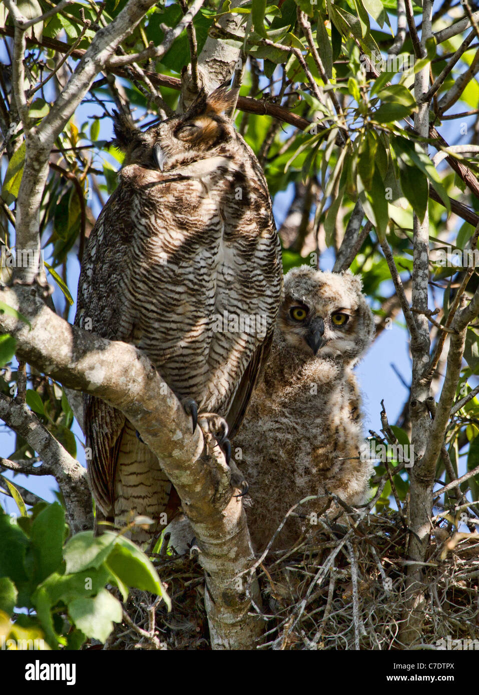 Great Horned Owl (Bubo virginianus) and chick Stock Photo