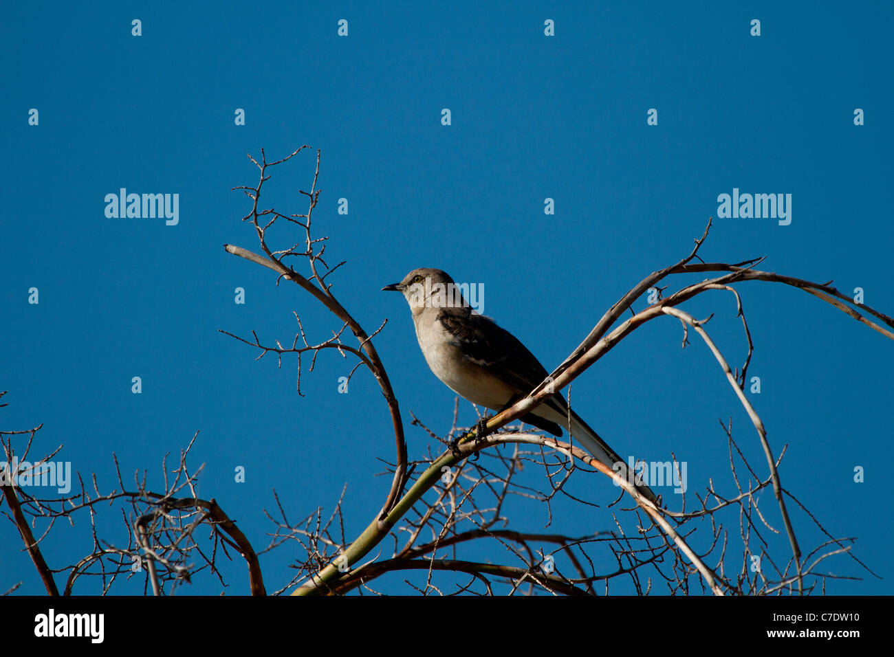 Northern Mockingbird (Mimus polyglottos) Stock Photo