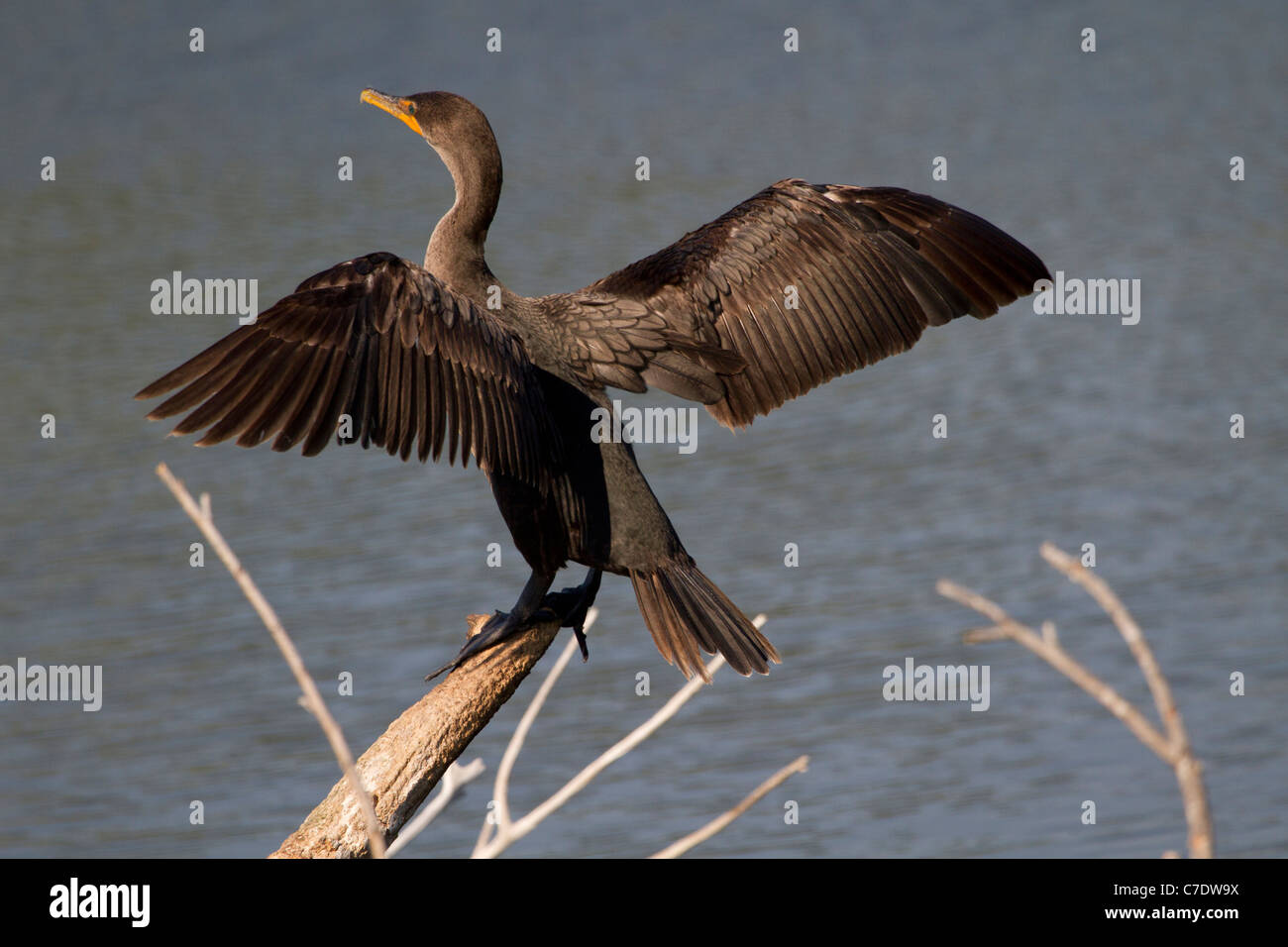 Double crested Cormorant (Phalacrocorax auritus) wing stretching Stock Photo