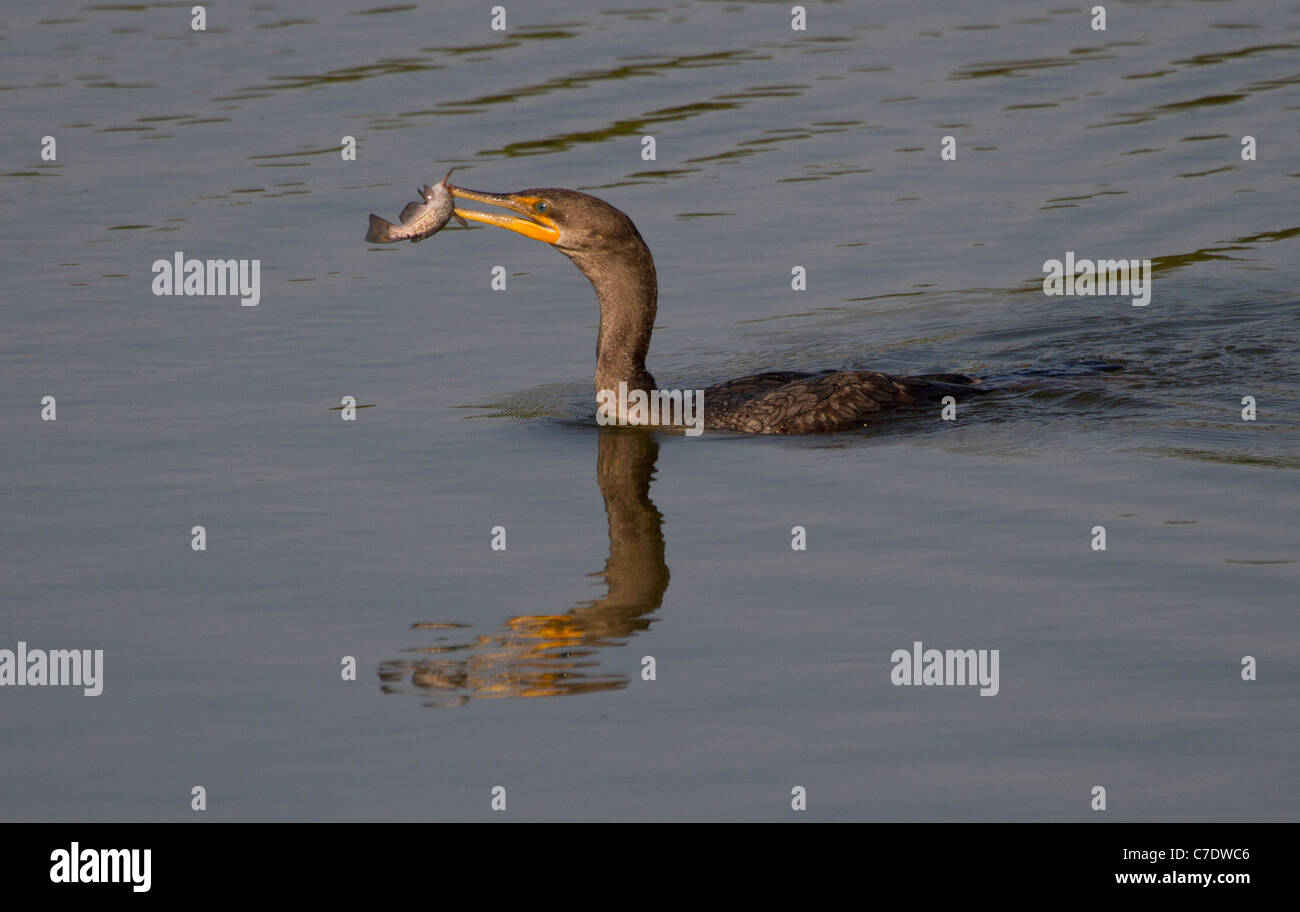 Double crested Cormorant (Phalacrocorax auritus) fishing Stock Photo