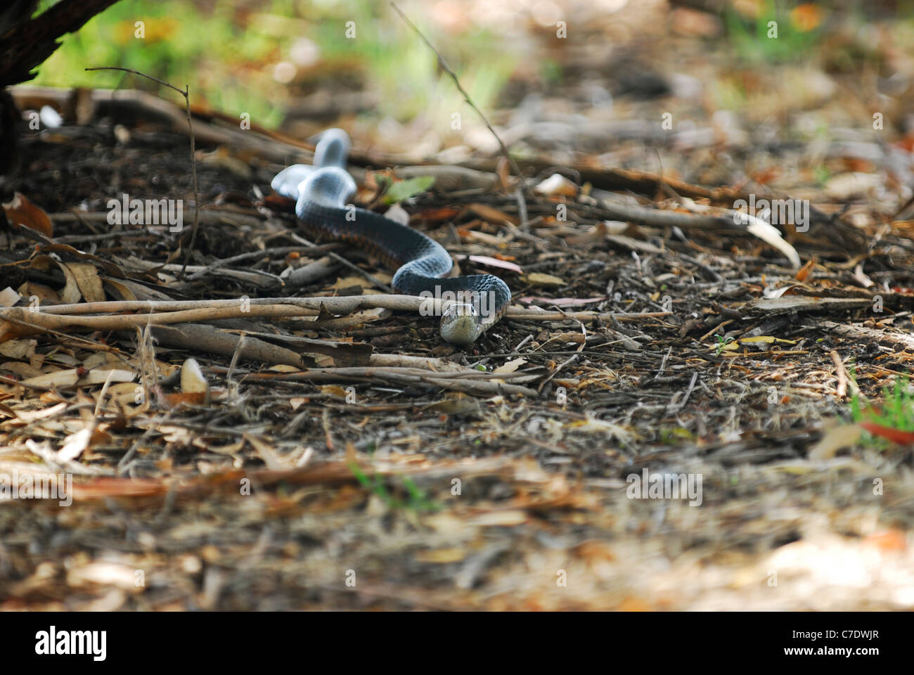 Black snake Stock Photo