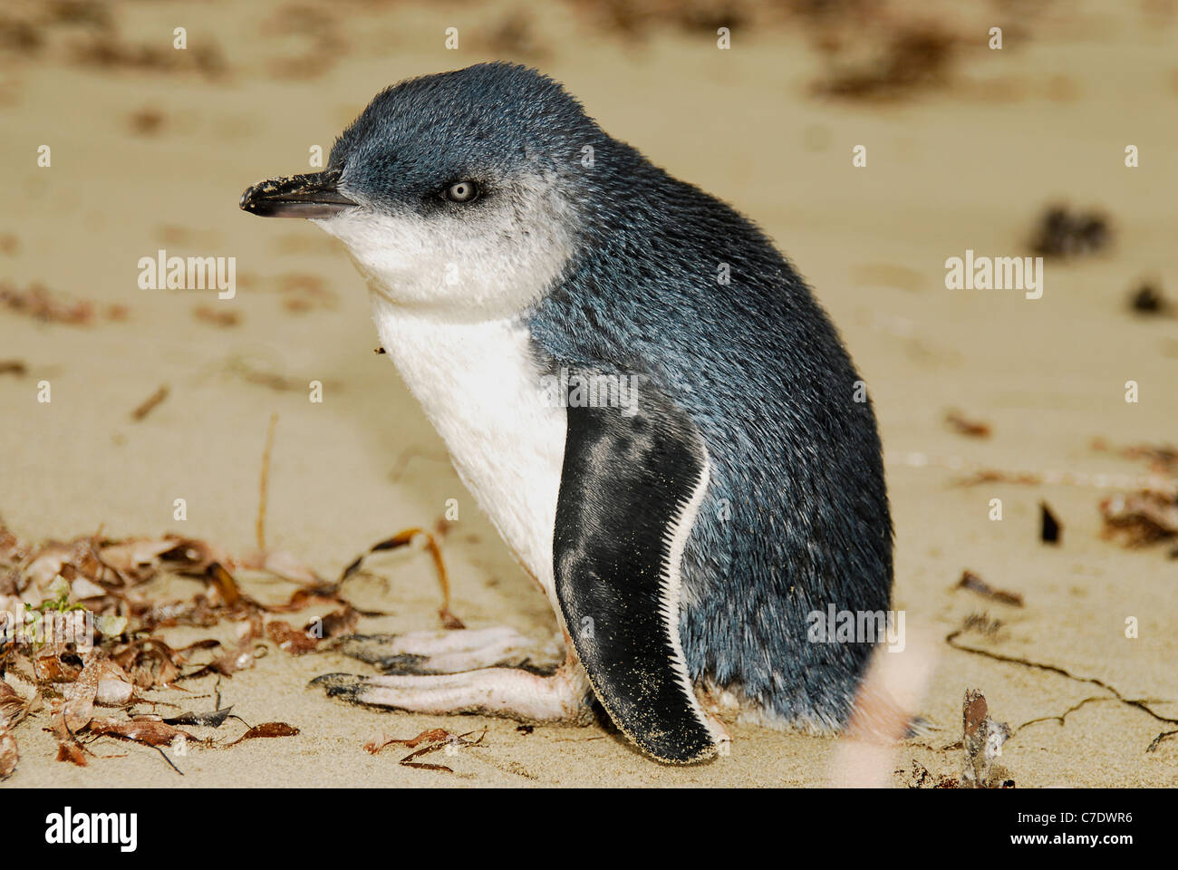Fairy or Little penguin Stock Photo