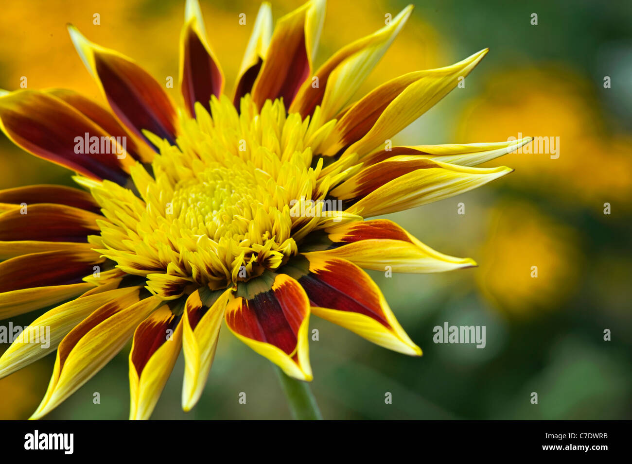 Gazania tiger stripes hi-res stock photography and images - Alamy