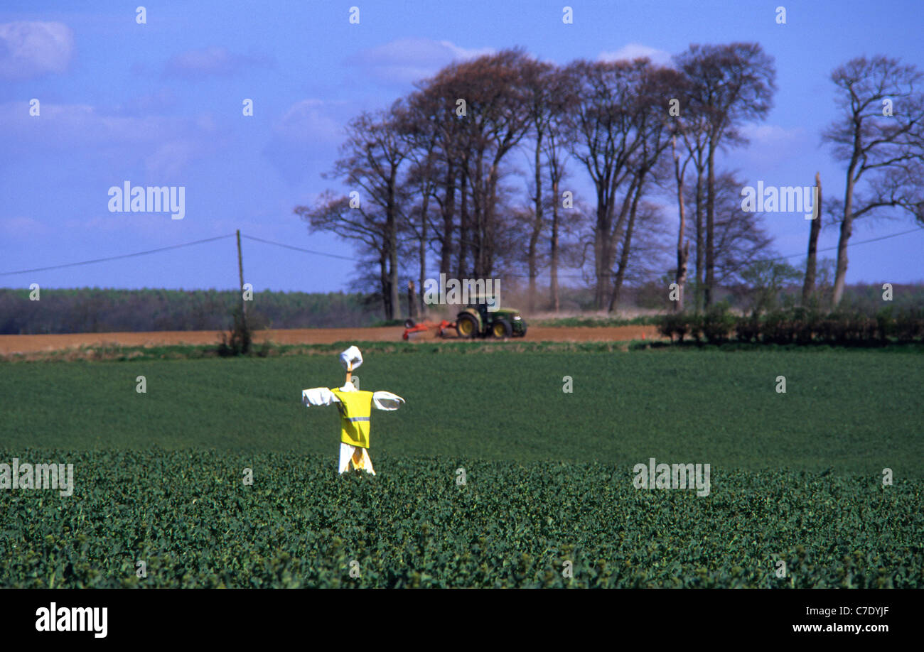 scarecrow placed in field to scare birds away from crops in field with tractor in the distance yorkshire uk Stock Photo