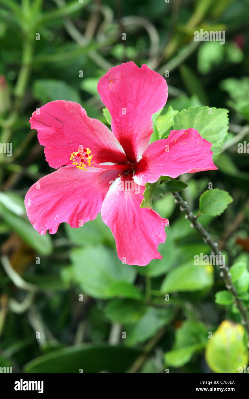 Pink Hibiscus Flower (Hibiscus rosa-sinensis), Papua New Guinea Stock Photo