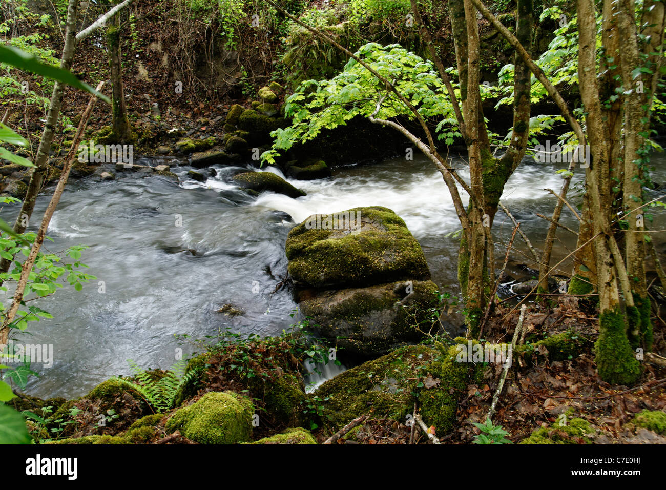 River : la Varenne, at spring, near St Bomer les Forges, greenway Domfront to Flers (Orne, Normandy,  France). Stock Photo