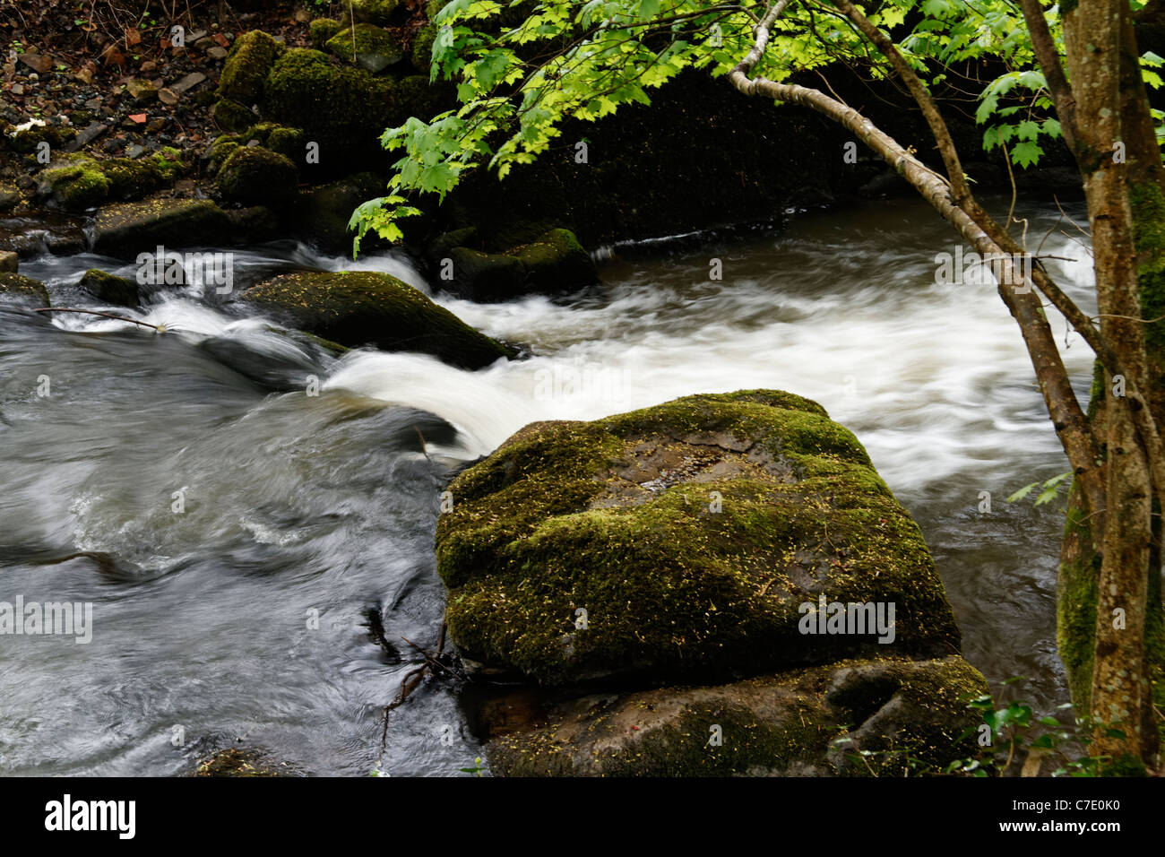 River : la Varenne, at spring, near St Bomer les Forges, greenway Domfront to Flers (Orne, Normandy,  France). Stock Photo