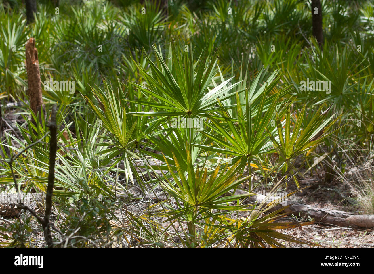 O'Leno State Park North Florida saw palmetto understory vegetation Stock Photo