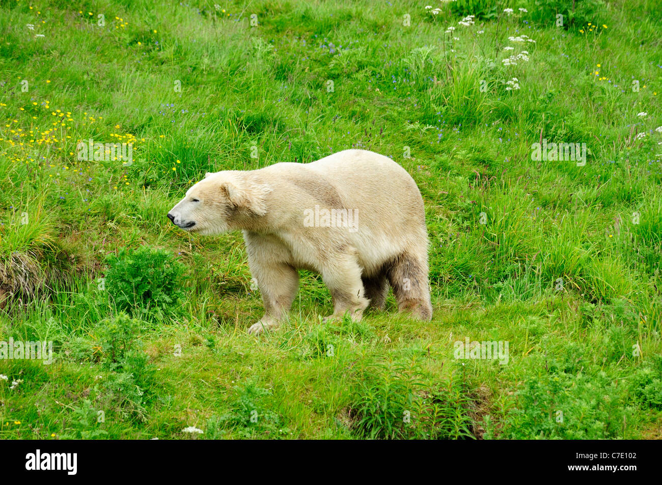 Walter the polar bear (Ursus maritimus) at Highland Wildlife Park, Kincraig, Kingussie, Scotland, UK Stock Photo