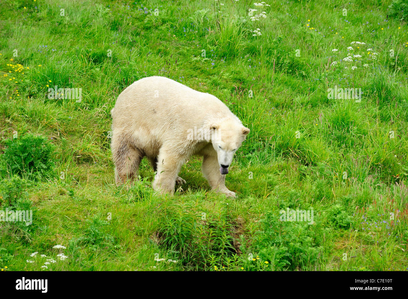 Walter the polar bear (Ursus maritimus) at Highland Wildlife Park, Kincraig, Kingussie, Scotland