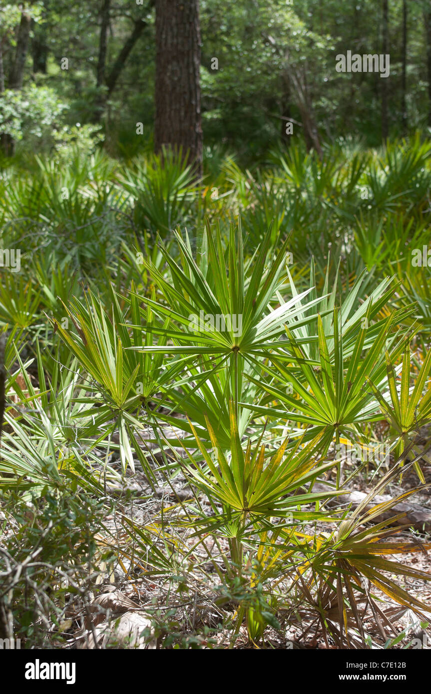 O'Leno State Park North Florida saw palmetto understory vegetation Stock Photo