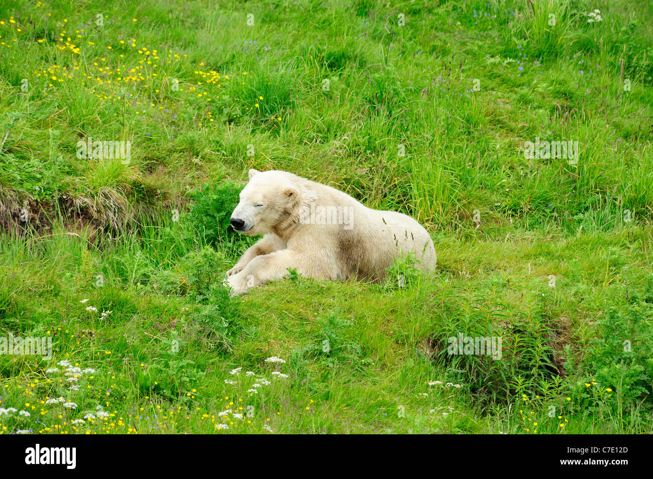 Walter the polar bear (Ursus maritimus) at Highland Wildlife Park, Kincraig, Kingussie, Scotland