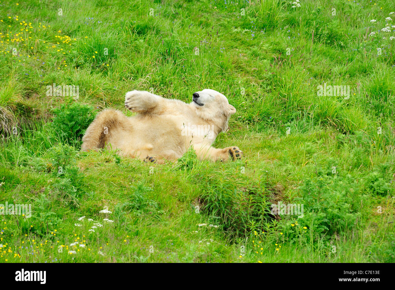 Walter the polar bear (Ursus maritimus) at Highland Wildlife Park, Kincraig, Kingussie, Scotland