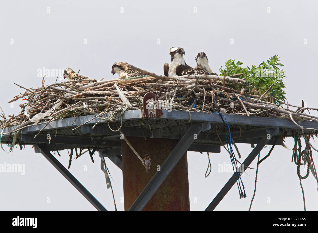 Osprey pair in nest with osprey chicks Stock Photo